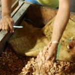 HOW ARRIBA COCOA IS PROCESSED