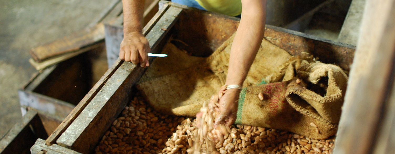 HOW ARRIBA COCOA IS PROCESSED